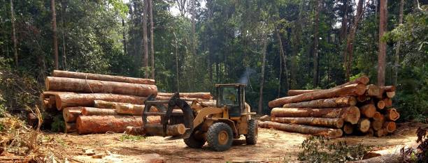 How Our Tree Care Process Works  in  Gunbarrel, CO